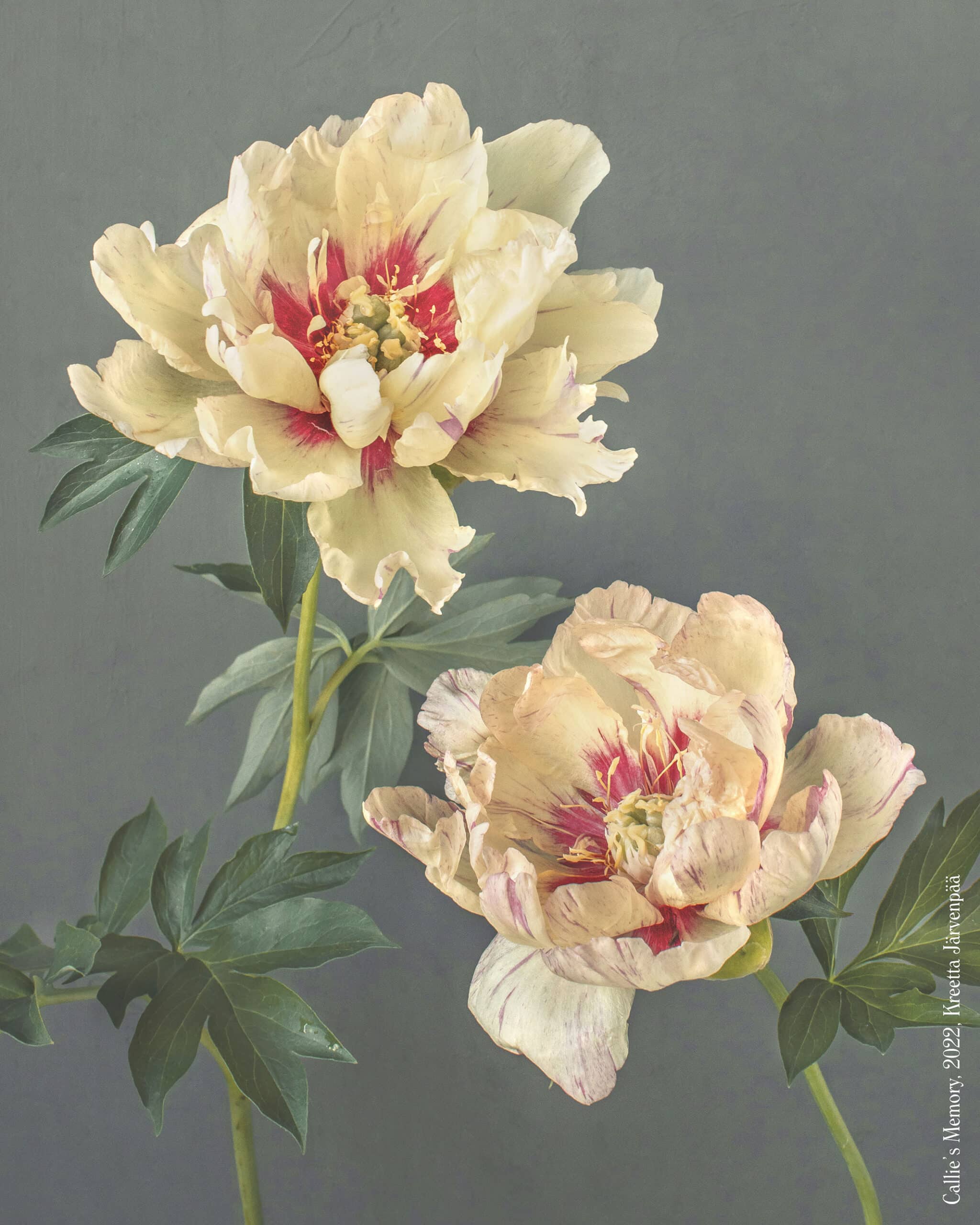 Kreetta_Jarvenpaa_Pure_Waste_Callies_Memory_print