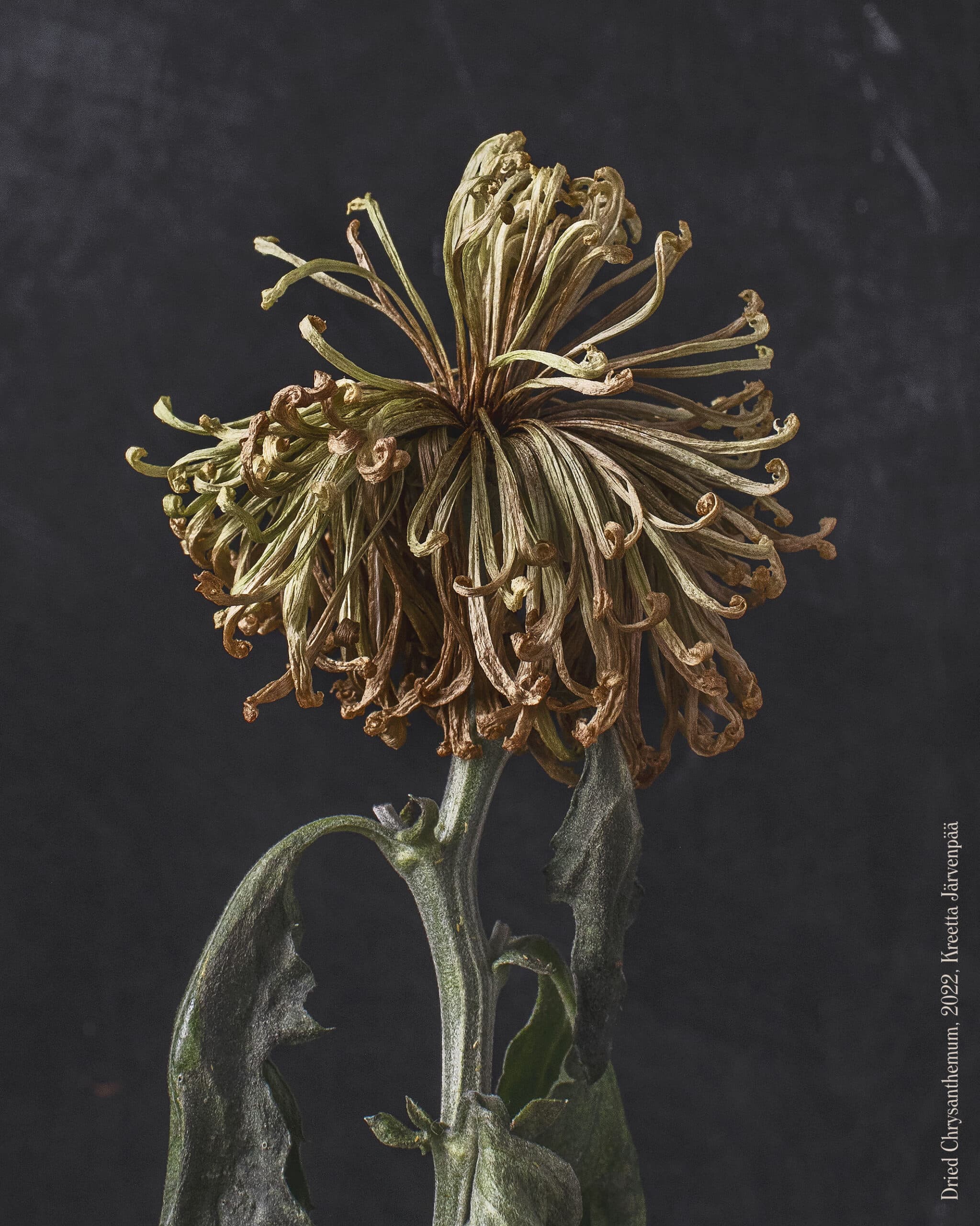 Kreetta_jarvenpaa_Dried_Chrysanthemum
