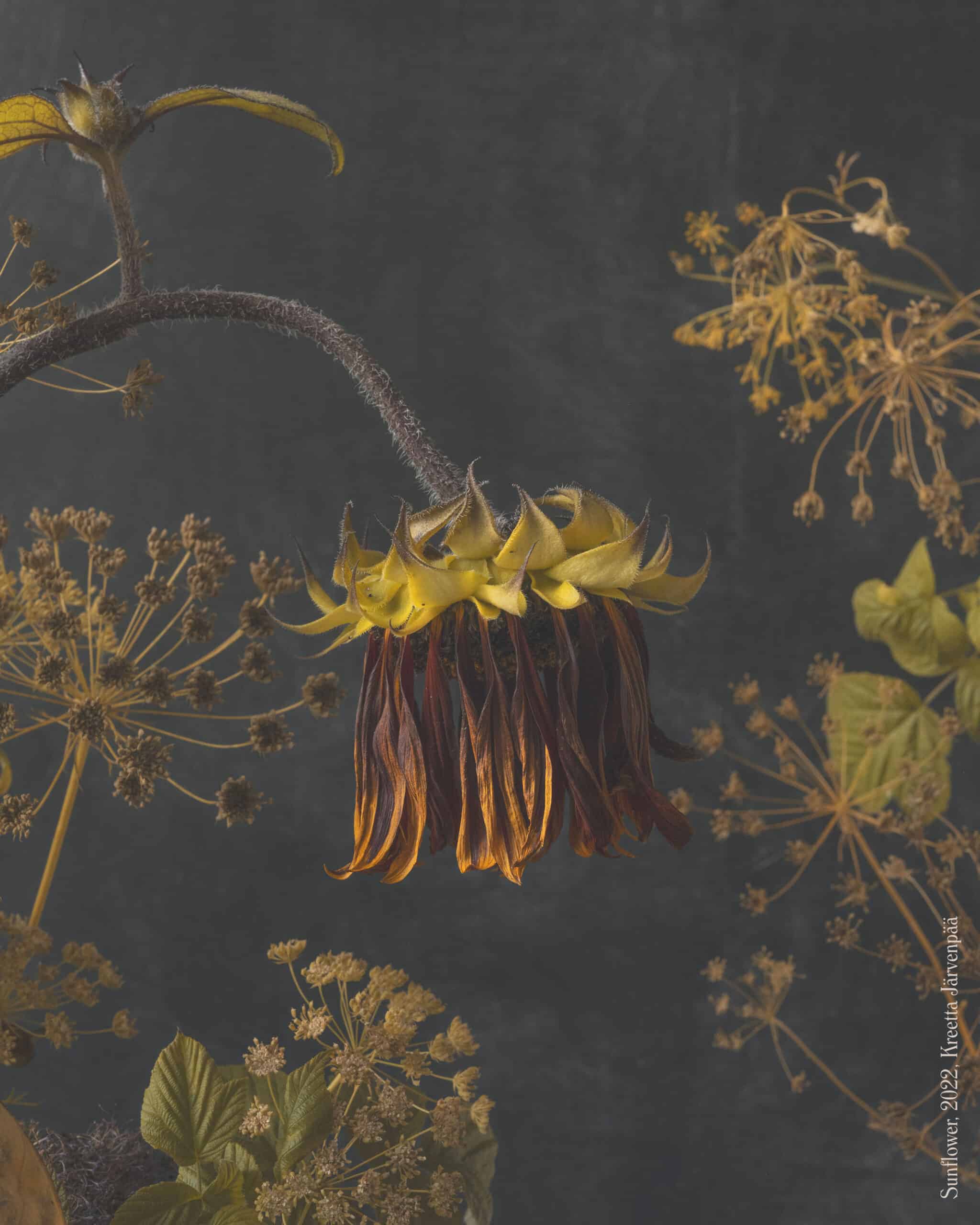 Kreetta_jarvenpaa_Sunflower